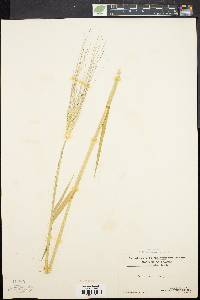 Hordeum vulgare image