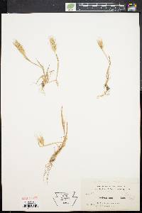 Hordeum murinum subsp. leporinum image