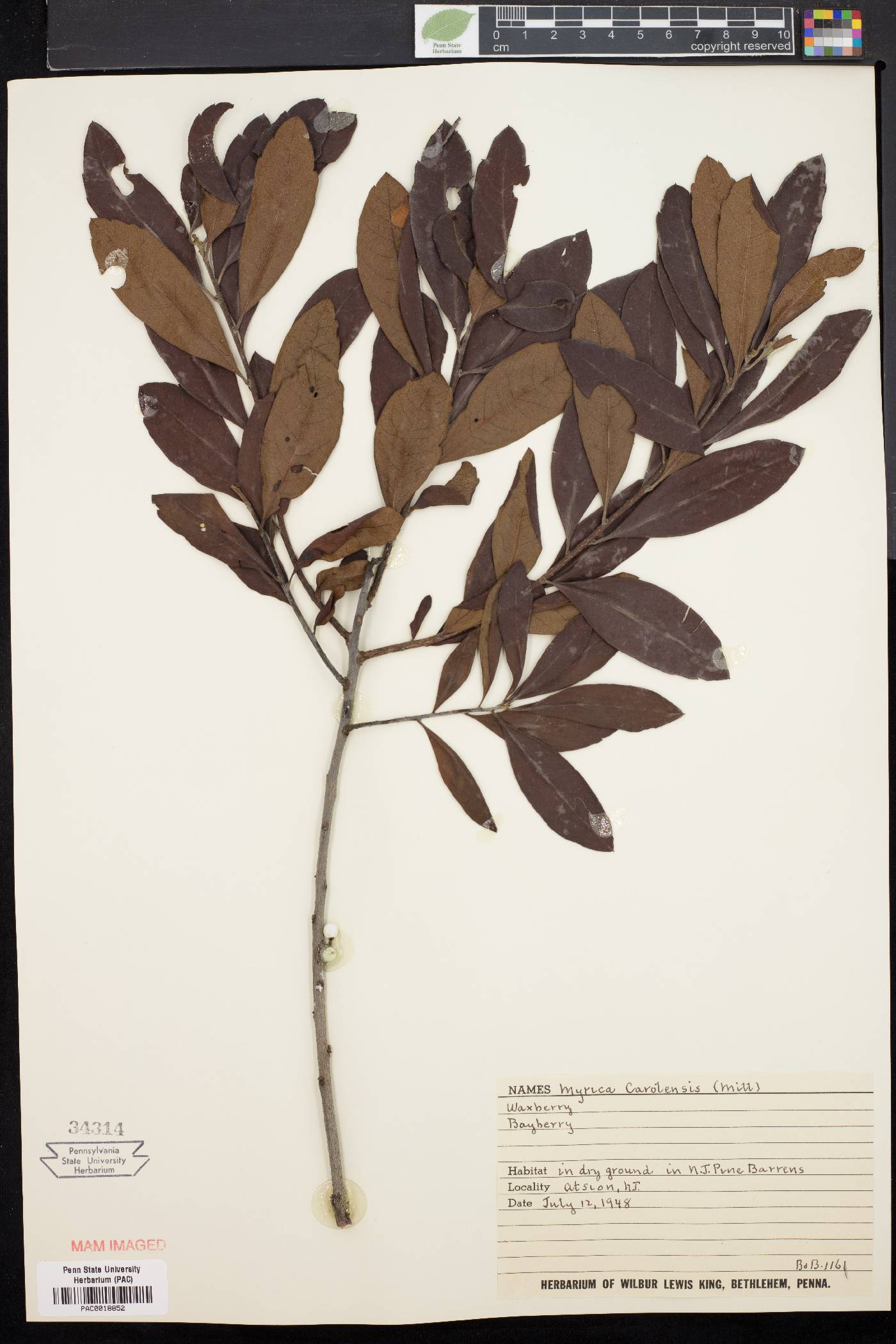 Myrica pensylvanica image