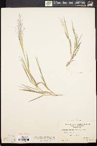 Digitaria cognata image