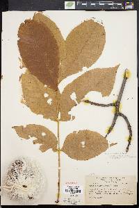 Carya ovalis image