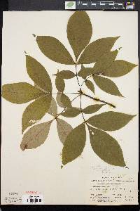 Carya ovalis image