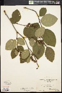 Alnus crispa image