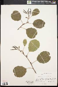 Alnus crispa image