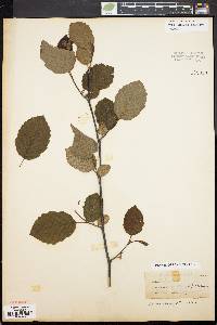 Alnus crispa image