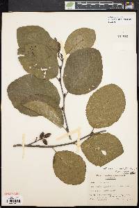 Alnus crispa image