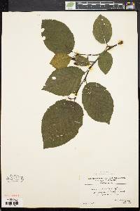 Alnus crispa image