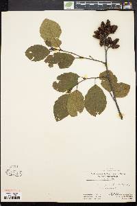 Alnus crispa image