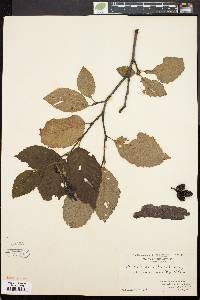 Alnus crispa image