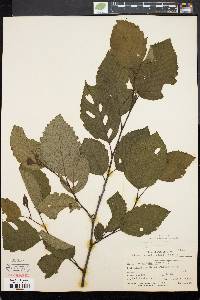 Alnus crispa image