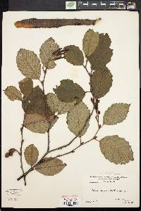 Alnus crispa image