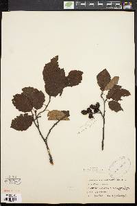 Alnus crispa image