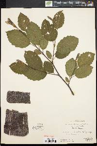 Alnus crispa image