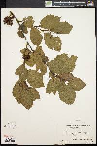 Alnus crispa image