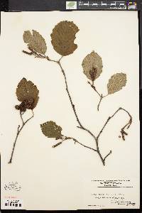 Alnus crispa image