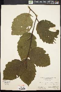 Alnus crispa image