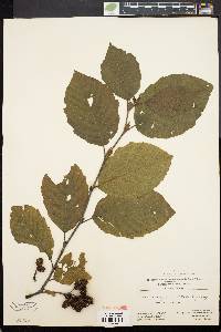 Alnus crispa image