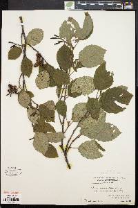 Alnus crispa image