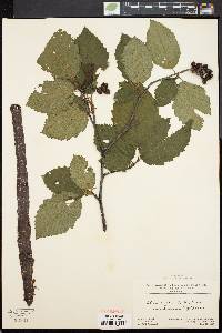 Alnus crispa image