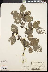 Alnus crispa image