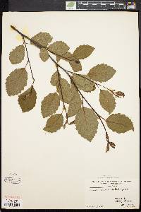 Alnus crispa image