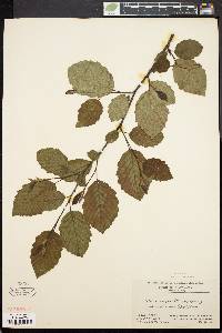 Alnus crispa image