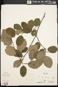 Alnus crispa image