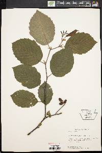 Alnus crispa image