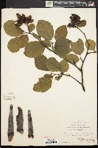 Alnus crispa image