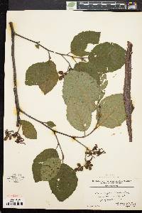 Alnus crispa image