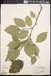 Alnus rugosa image