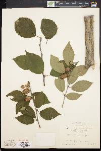 Betula alleghaniensis image