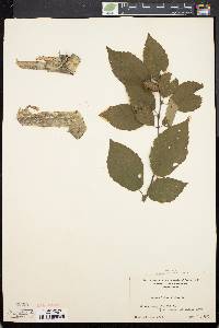 Betula alleghaniensis image