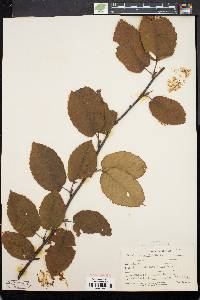 Betula alleghaniensis image