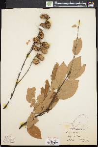 Betula alleghaniensis image