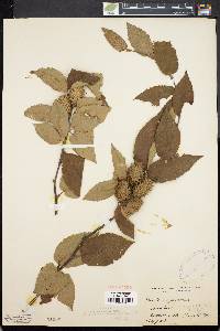 Betula alleghaniensis image