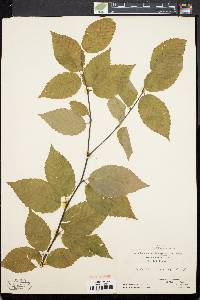 Betula alleghaniensis image