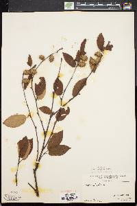 Betula alleghaniensis image