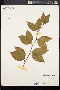 Betula alleghaniensis image