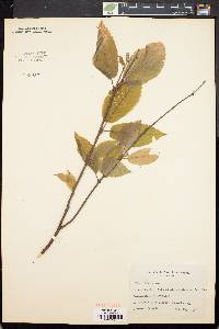 Betula alleghaniensis image