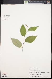 Betula alleghaniensis image