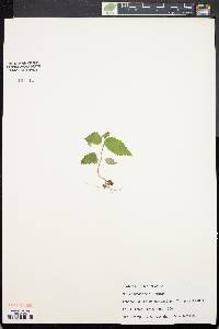 Betula alleghaniensis image