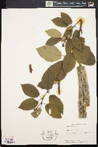 Betula alleghaniensis image