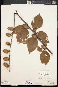 Betula alleghaniensis image