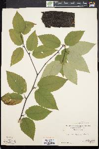 Betula alleghaniensis image