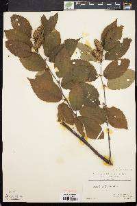 Betula alleghaniensis image