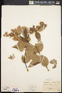 Betula alleghaniensis image