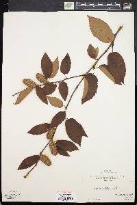 Betula alleghaniensis image