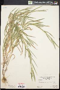 Muhlenbergia frondosa image