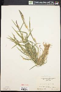 Muhlenbergia frondosa image